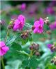 geranium macrorrhi