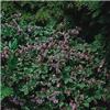 geranium macrorrhi
