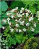 geranium macrorrhi