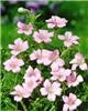 geranium oxonianum