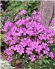 geranium oxonianum