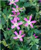 geranium oxonianum