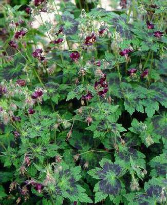 geranium phaeum sa