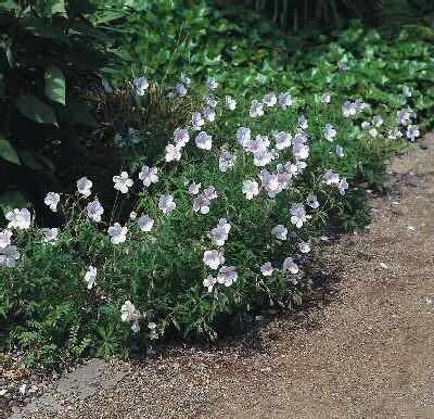 geranium pratense 