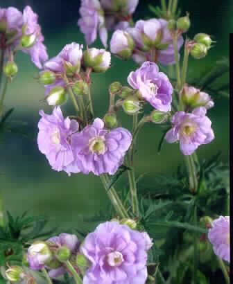 geranium pratense 