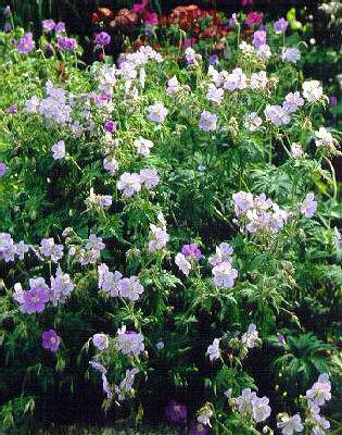 geranium pratense 