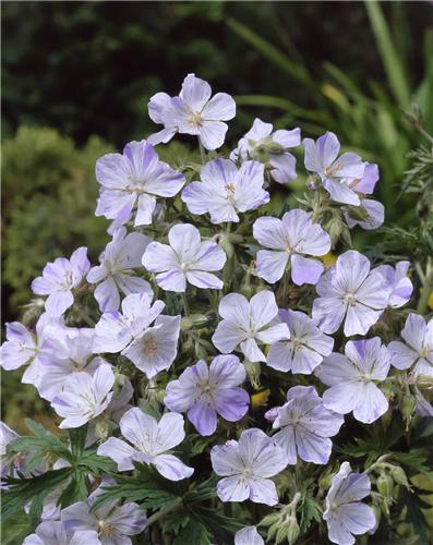 geranium pratense striatum