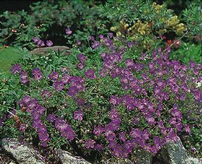 geranium pratense