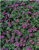 geranium riverslea