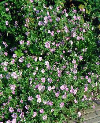 geranium riverslea