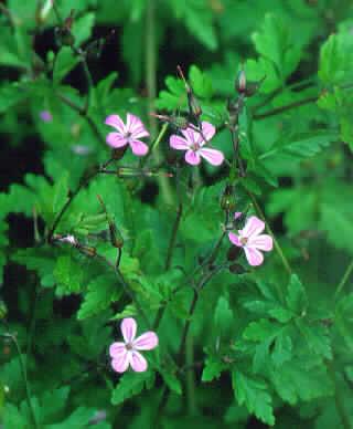 geranium robertianum