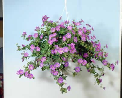 geranium rozanne