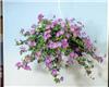 geranium rozanne