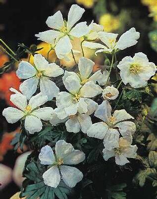 geranium sanguineu