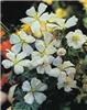 geranium sanguineu