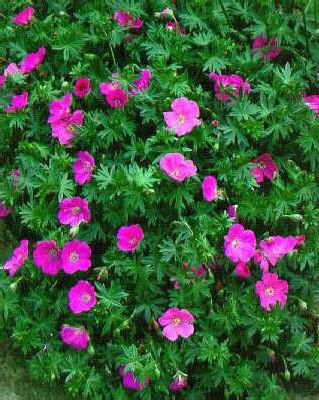 geranium sanguineu