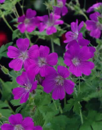 geranium sirak