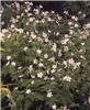 geranium sylvaticu