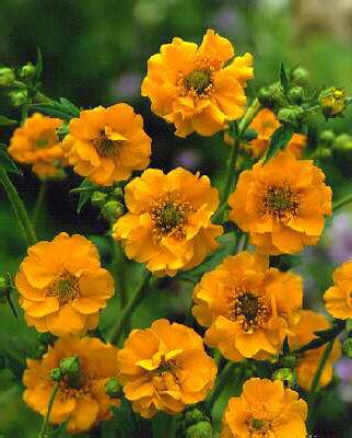 geum chiloense lad