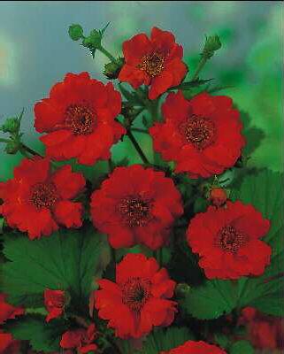 geum chiloense mrs