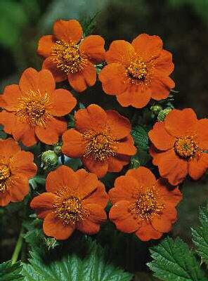 geum coccineum bor
