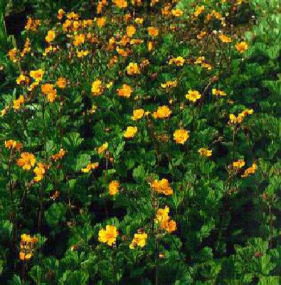 geum georgenberg
