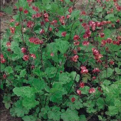 geum rivale leonar