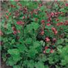 geum rivale leonar