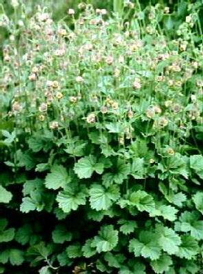 geum rivale