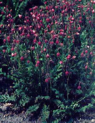 geum triflorum