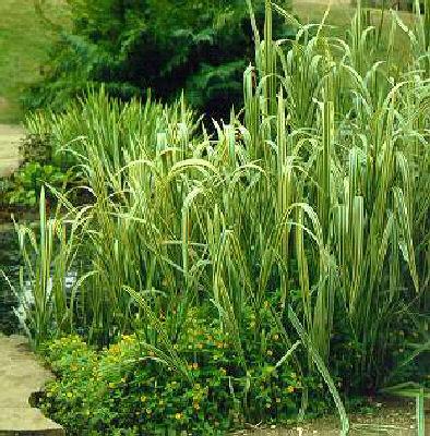 glyceria maxima va