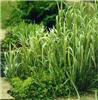 glyceria maxima va