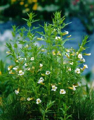 gratiola officinal