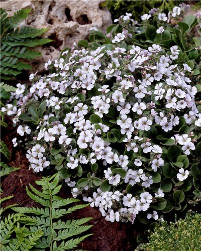 gypsophila cerasti