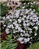 gypsophila cerasti