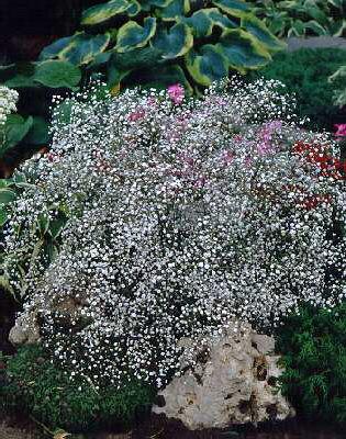 gypsophila panicul