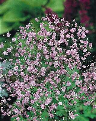 gypsophila panicul
