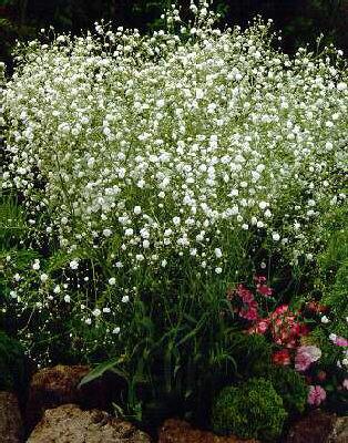 gypsophila panicul