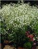 gypsophila panicul