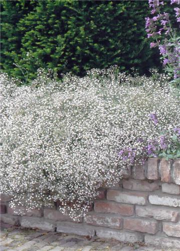 gypsophila repens 