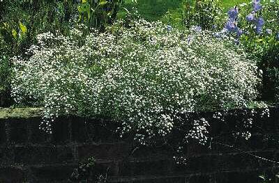 gypsophila repens 