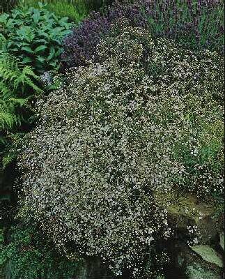 gypsophila rosensc