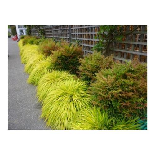 hakonechloa-all-gold