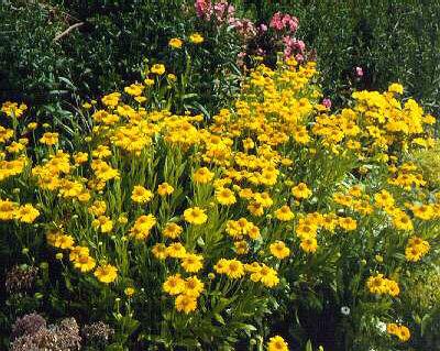 helenium autumnale