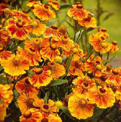 helenium flammenrad