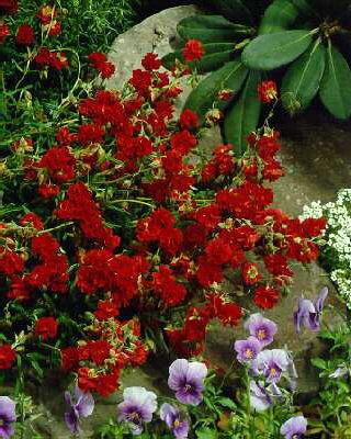 helianthemum amabi