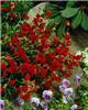 helianthemum amabi