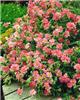helianthemum ben h
