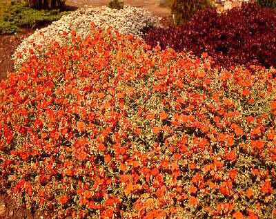 helianthemum fire 