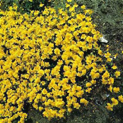 helianthemum golde